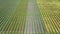 Aerial view of striped field with green wheat. Young green grass on breeding station.