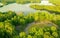 Aerial view of stunning Great Lake Mackintosh in Burlington surrounded by lush green forest