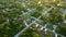 Aerial view of suburban landscape with private homes between green palm trees in Florida quiet residential area in