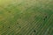 Aerial View of Summer Field Landscape With With Dry Hay Bales During Harvest. Trails Lines on Farmland. Top View