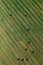 Aerial View of Summer Field Landscape With With Dry Hay Bales During Harvest. Trails Lines on Farmland. Top View