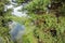 Aerial view of summer landscape with lake and gree trees