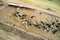 Aerial view of a summer paddock with a herd of black and white cows. Shooting from a drone