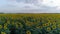 Aerial view of sunflower field, flight over yellow flowering plants on sky background in slow motion