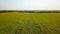 Aerial view of sunflowers field. Drone flight over blooming sunflower field. Quadcopter moving back across scenic yellow