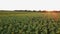 Aerial view of Sunflowers Field. Drone moving across yellow field of sunflowers. Rows of sunflowers on a hill