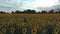 Aerial view. Sunflowers in the Field Swaying in the Wind. Beautiful fields with sunflowers in the summer.