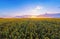 Aerial view of sunflowers field . Wide angle. GoPro shot.