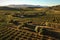 aerial view of a sunlit olive orchard