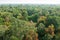 Aerial view, sunrise shines down around peat swamp forest, beautiful shaped, shadow and green canopy. Sirindhorn Peat Swamp Forest