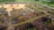 Aerial view sunshine over oil palm tree is cleared