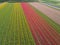 Aerial view of super colorful tulips farm blossom around Leiden