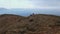 Aerial view. Surveying by drone. A Pair of Black Vultures Resting On The Hillside After Flying. Huge Birds of Prey