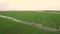 Aerial view. System splice watering of fields wheat field, the view from the top. Industrial farming.