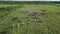 Aerial view of Tarpan horses in nature. Wild horses. Wildlife and nature background. Herd of wild horses Tarpan on the pasture