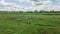 Aerial view of Tarpan horses in nature. Wild horses. Wildlife and nature background. Herd of wild horses Tarpan on the pasture