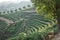 Aerial view of tea fields in Hangzhou on the mountain slopes, in China