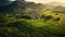 Aerial view of tea plantation is foggy in the morning, vietnam. Generative Ai