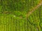 Aerial view of Tea plantation, Shot from drone