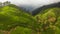 Aerial view of Tea plantations in Sri Lanka.