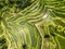 Aerial view of terrace paddy field