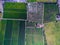 Aerial view of texture and pattern of green rice fields