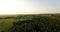 Aerial view of a thick forest in summer