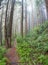 Aerial View of Thriving Redwood Forest in California