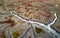 Aerial view of tidal marshland