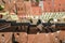 Aerial view of tiled medieval rooftops in Sighisoara city, Mures, Transylvania, Romania