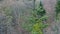 Aerial view of tip of winter spruce tree heavily covered with climbing Common mistletoe plant, latin name Viscum Album.