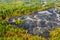 Aerial view of tire landfill and green forest. Environmental disaster.