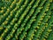 Aerial view to blooming sunflower field, directly above shoot