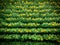 Aerial view to blooming sunflower field, directly above shoot