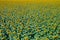 aerial view to blooming sunflowers field