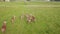 Aerial view to herd of deer running on green field. Aerial survey