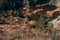 Aerial view to swamped quarry with high dry grass, trees and pond, Czech republic, colored photo