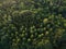 Aerial view top view of green trees forrest