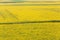 Aerial view, tourist women in red shirt in Mustard field scenic landscape. Colorful mustard are in bloom. Yellow flowers in full