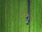 Aerial view of Tractor harvesting field of lavender