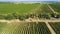 Aerial view of a tractor harvesting grapes in a vineyard. Farmer spraying grape vines with tractor