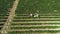 Aerial view of a tractor harvesting grapes in a vineyard. Farmer spraying grape vines with tractor