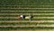 Aerial view of a tractor harvesting grapes in a vineyard. Farmer spraying grape vines with tractor