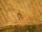 Aerial view of tractor making hay bale rolls in field