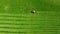 Aerial view. A tractor mows a green field causing vibrant green stripes.