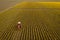 Aerial View of a Tractor Tilling the Rows of Daffodils in a Farm Field.