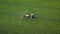 Aerial view of tractor treats agricultural plants on the field