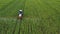 Aerial view of tractor treats agricultural plants on the field