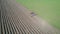 Aerial view, tractor working on a lavender field.