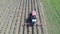 Aerial view, tractor working on a lavender field.